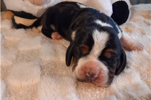 Charles - puppy for sale
