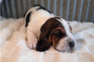 Chloe - Basset Hound for sale