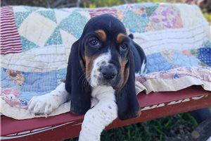 Charlotte - Basset Hound for sale