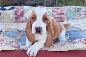 Cooper - Basset Hound for sale