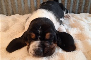 Charlotte - Basset Hound for sale