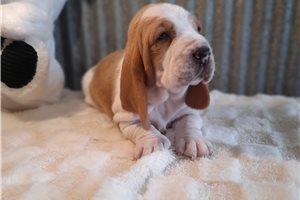 Cooper - Basset Hound for sale