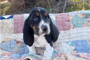Camila - Basset Hound for sale