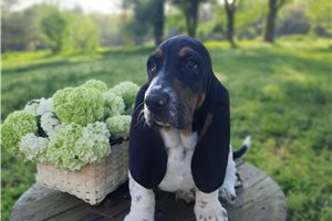 Camila - Basset Hound for sale