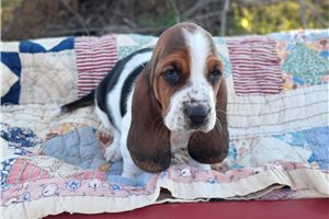 Chloe - Basset Hound for sale