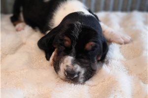 Camila - Basset Hound for sale