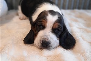 Caleb - Basset Hound for sale