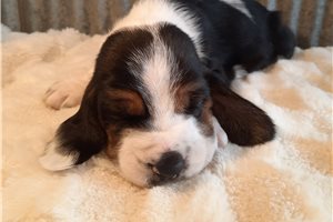 Cameron - Basset Hound for sale
