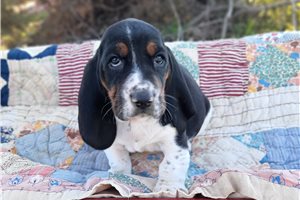 Camila - Basset Hound for sale