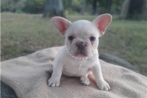 Harmony - French Bulldog for sale