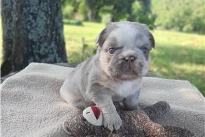Horatio - French Bulldog for sale