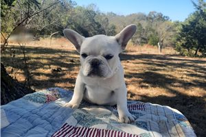 Harmony - French Bulldog for sale