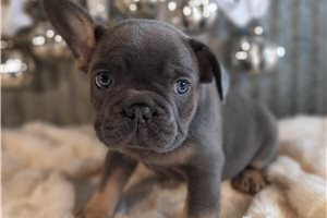 Felton - French Bulldog for sale