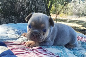 Vaughn - puppy for sale
