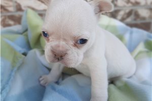 Tulip - puppy for sale