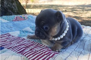 Velma - French Bulldog for sale
