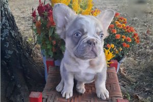 Horatio - French Bulldog for sale