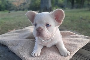 Holland - French Bulldog for sale