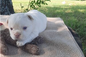 Holland - puppy for sale