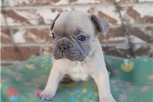 Denver - French Bulldog for sale