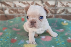 Dallas - French Bulldog for sale