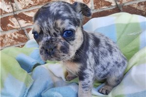 Lilly - French Bulldog for sale