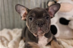 Emma - French Bulldog for sale