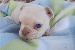 Dallas - puppy for sale