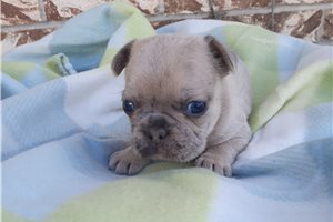 Daylee - puppy for sale
