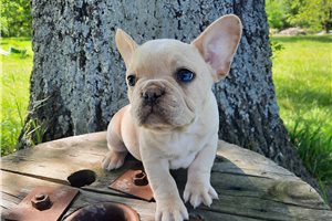 Dallas - French Bulldog for sale