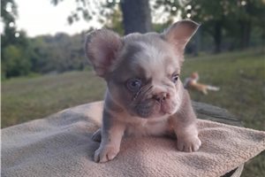 Horatio - French Bulldog for sale