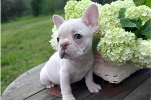Tulip - French Bulldog for sale