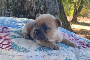 Vander - puppy for sale