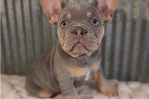 Robbie - French Bulldog for sale
