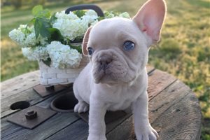 Dallas - French Bulldog for sale