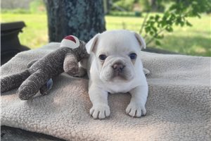 Harmony - puppy for sale
