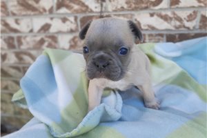 Denver - puppy for sale