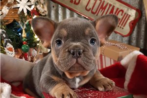 Radcliffe - French Bulldog for sale