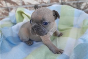 Daisy - puppy for sale