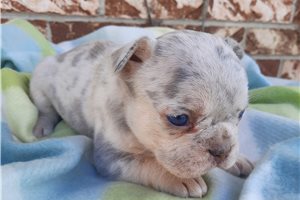 Rose - puppy for sale
