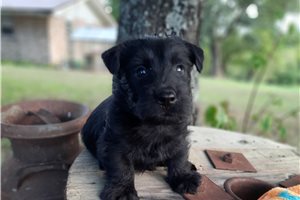 Angelina - puppy for sale
