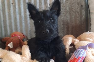 Laird - Scottish Terrier for sale
