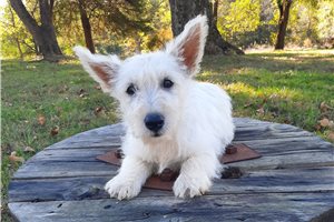 Kayla - Scottish Terrier for sale