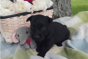 Petey - Scottish Terrier for sale