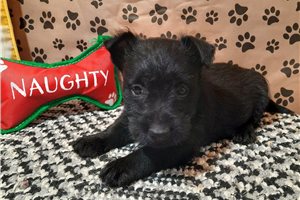 Morgana - Scottish Terrier for sale
