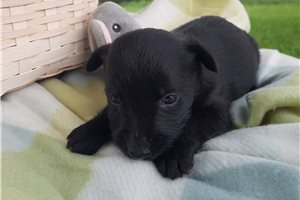 Georgia - Scottish Terrier for sale