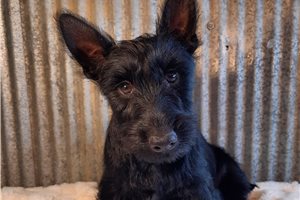 Nyla - Scottish Terrier for sale
