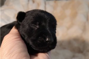 Pauly - Scottish Terrier for sale