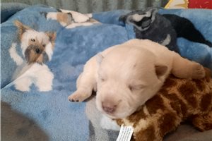 Bonnie - Scottish Terrier for sale