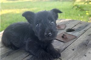 Georgia - Scottish Terrier for sale